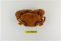 藏品(鈍齒短槳蟹)的圖片